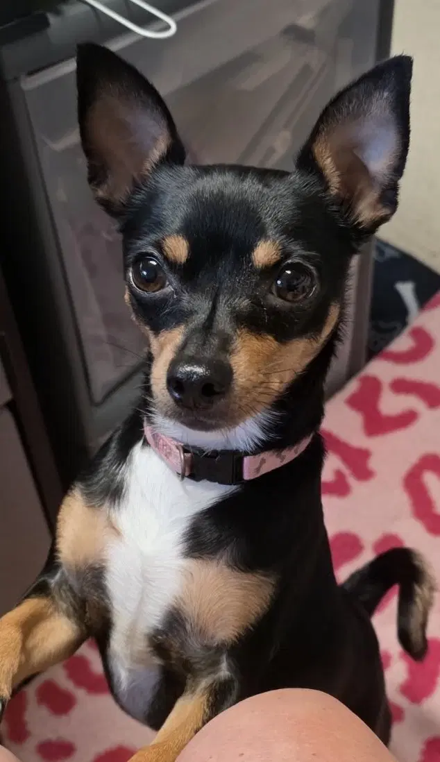 Dazee May - Chihuahua