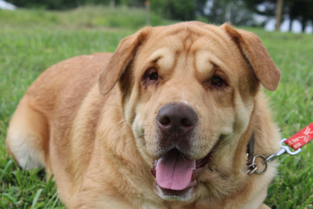 adoptable Dog in Linton, IN named Duke