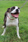 adoptable Dog in Linton, IN named Sissy