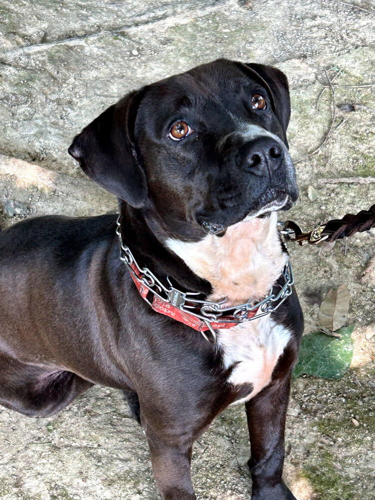 adoptable Dog in Linton, IN named Talos - Longest Canine Resident