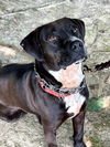 adoptable Dog in linton, IN named Talos - Longest Canine Resident