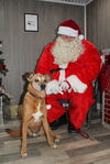 adoptable Dog in linton, IN named Brown Dog