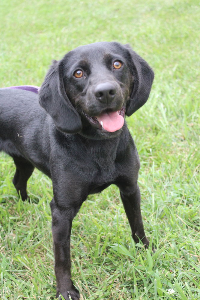 adoptable Dog in Linton, IN named Stormy