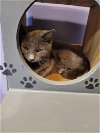 adoptable Cat in  named Fiesty