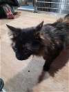 adoptable Cat in linton, IN named Poison Ivy
