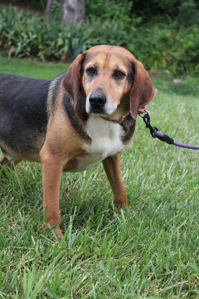 adoptable Dog in Linton, IN named Below