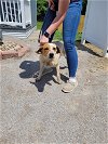 adoptable Dog in linton, IN named Penelope