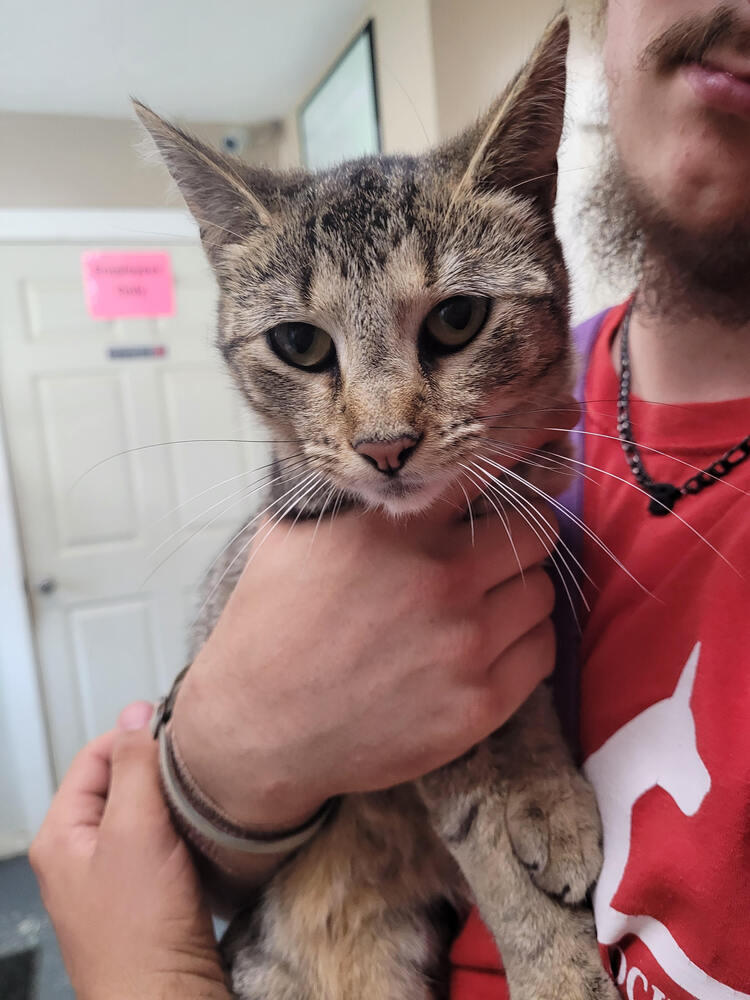 adoptable Cat in Linton, IN named Ruby