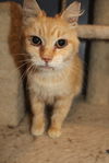 adoptable Cat in Linton, IN named Beverly