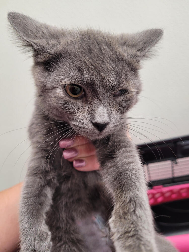 adoptable Cat in Linton, IN named Francis