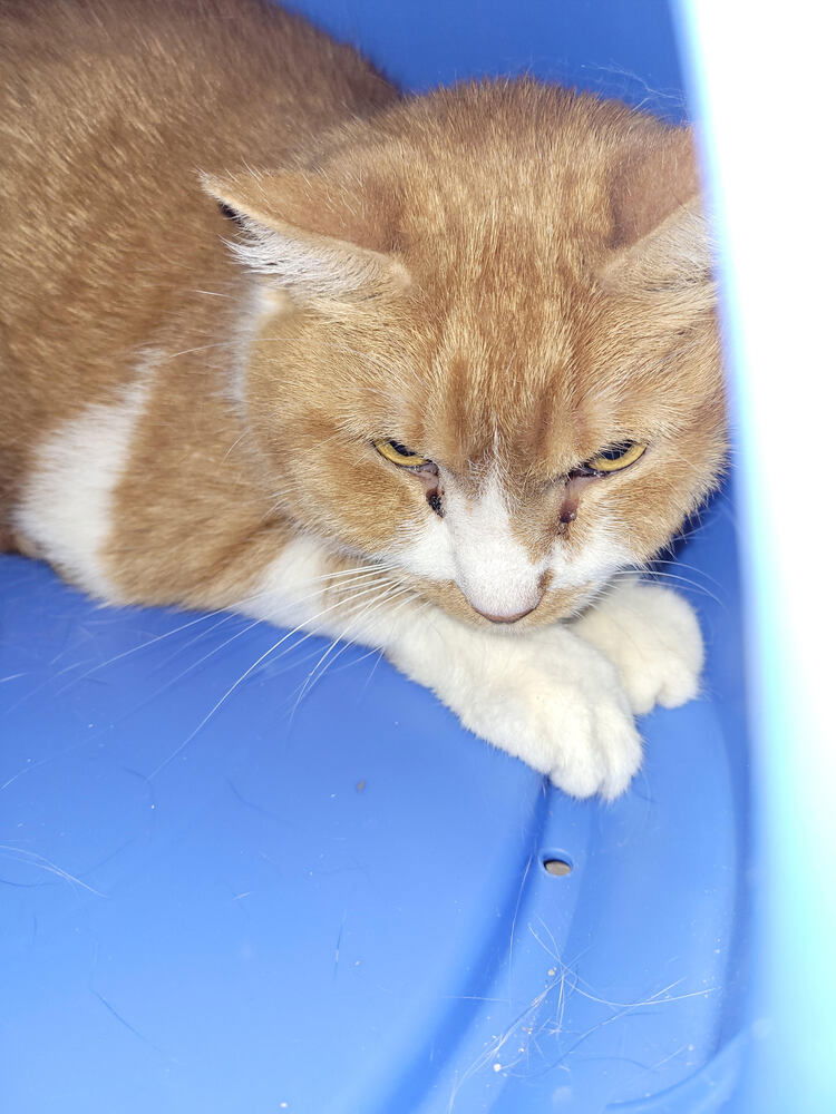 adoptable Cat in Linton, IN named Pumpkin