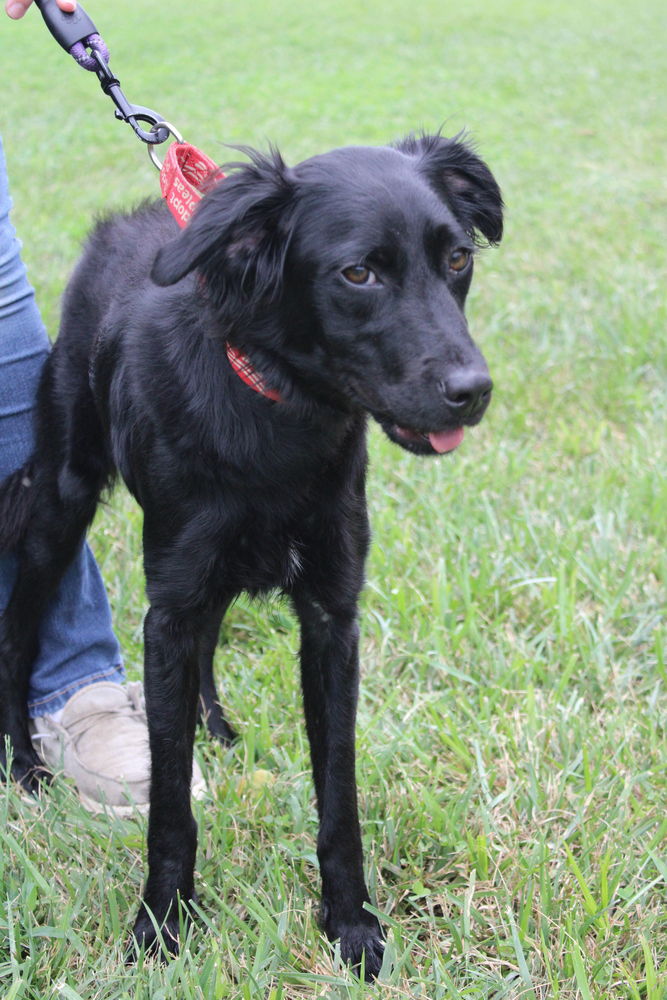 adoptable Dog in Linton, IN named Black Beauty