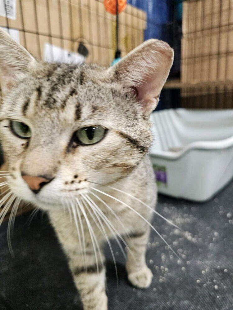 adoptable Cat in Linton, IN named Briar