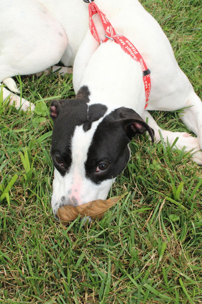 adoptable Dog in Linton, IN named Dawn