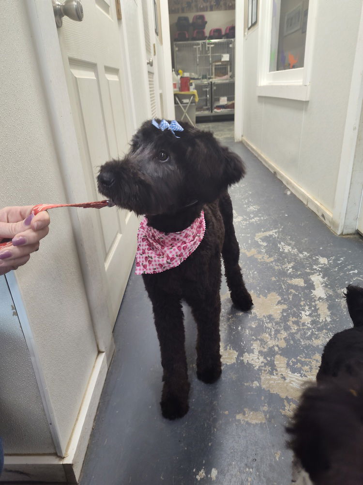 adoptable Dog in Linton, IN named June