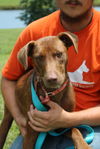 adoptable Dog in Linton, IN named Ron