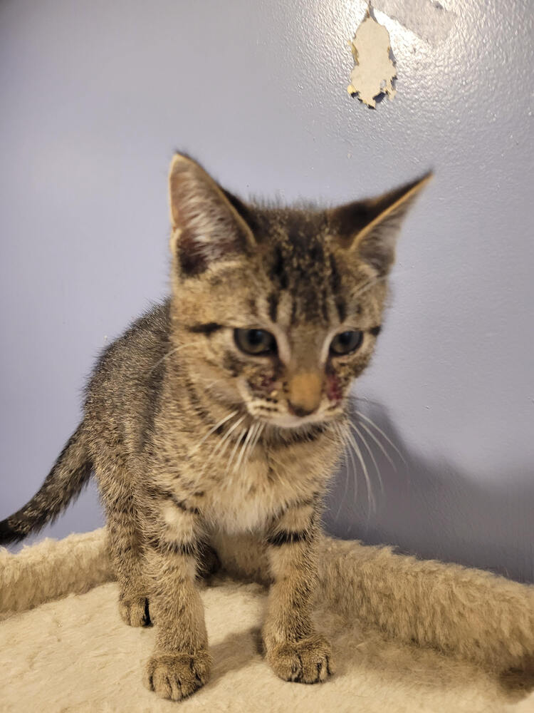 adoptable Cat in Linton, IN named Ronald