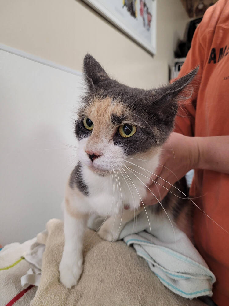 adoptable Cat in Linton, IN named Arnett