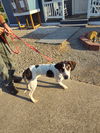 adoptable Dog in Linton, IN named Anastasia