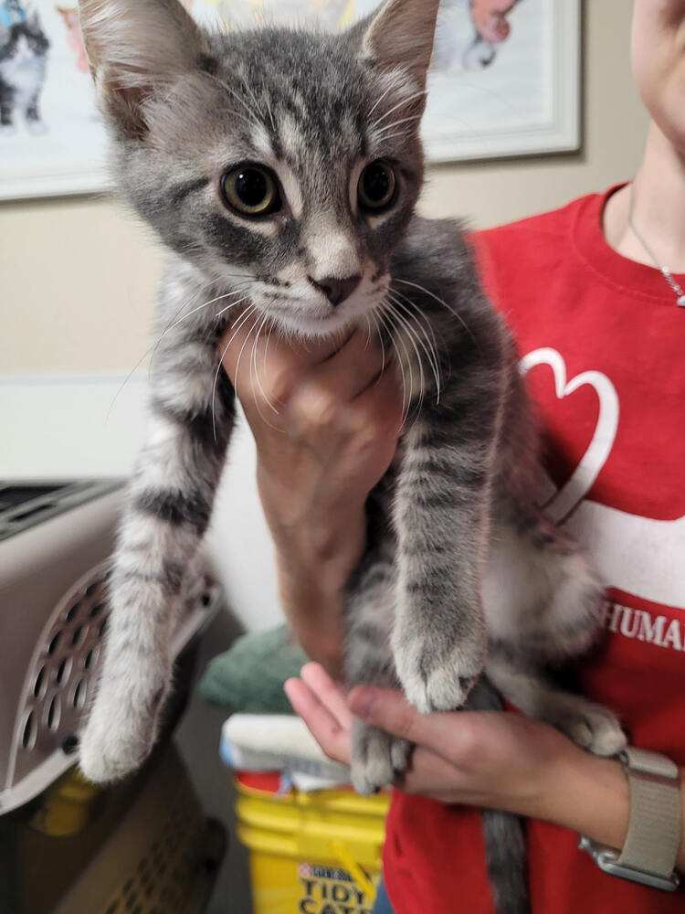 adoptable Cat in Linton, IN named Stitch