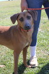 adoptable Dog in Linton, IN named Hedwig