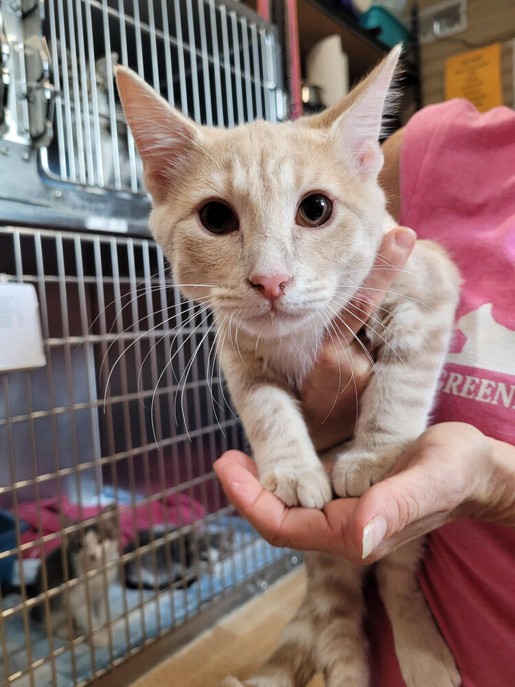 adoptable Cat in Linton, IN named London