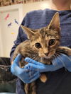 adoptable Cat in Linton, IN named Shake