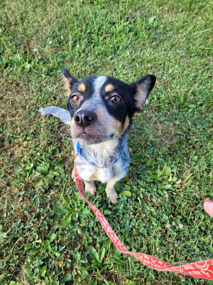 adoptable Dog in Linton, IN named Millie