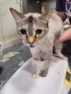 adoptable Cat in  named Minx