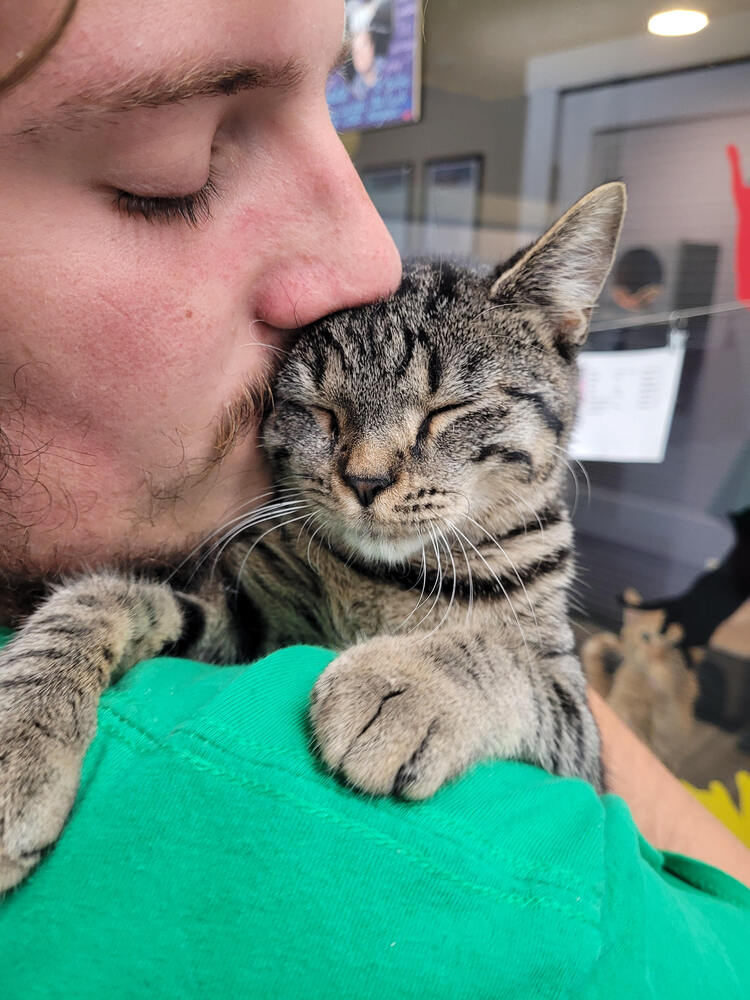 adoptable Cat in Linton, IN named Carolina