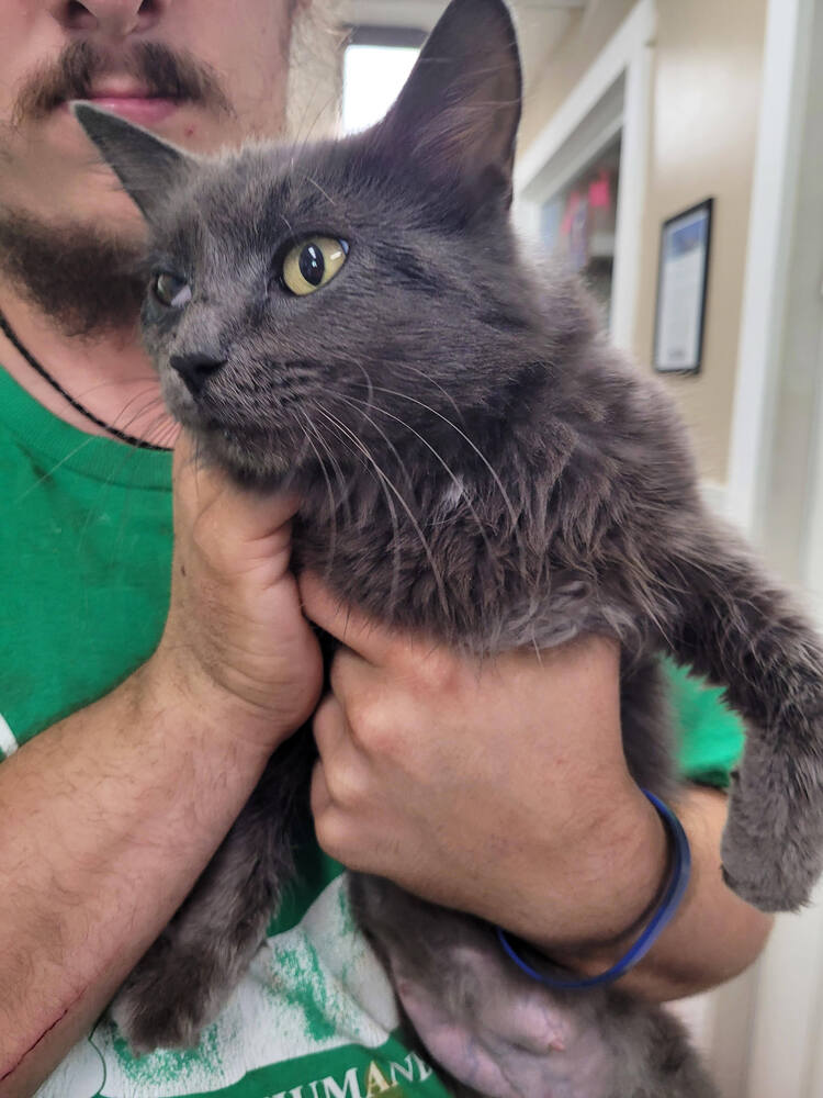 adoptable Cat in Linton, IN named Iris