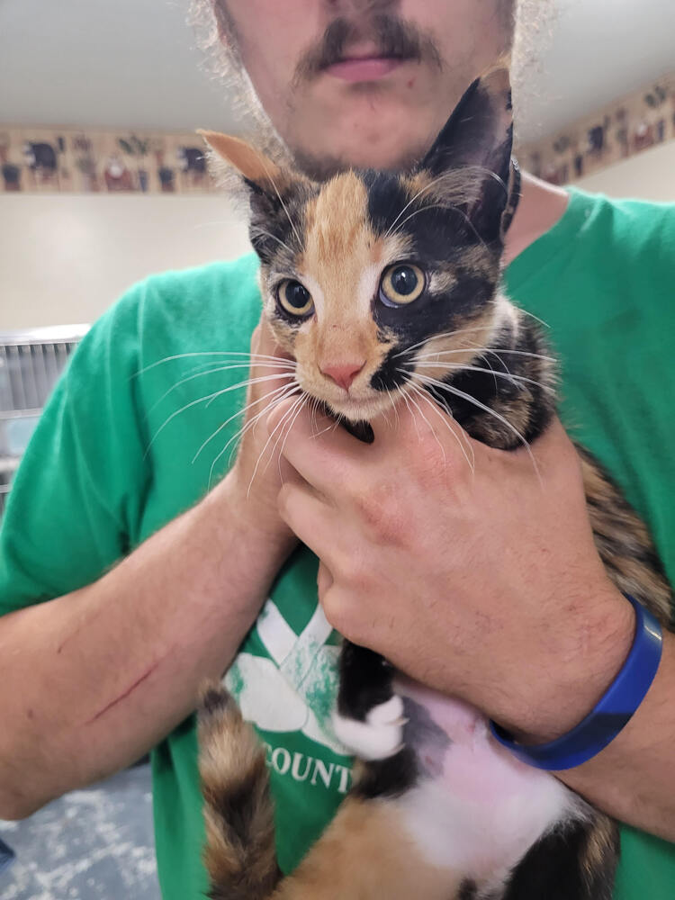 adoptable Cat in Linton, IN named Catrina