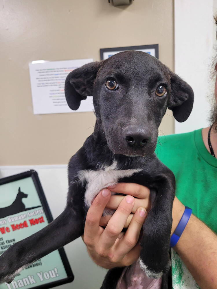 adoptable Dog in Linton, IN named Jane