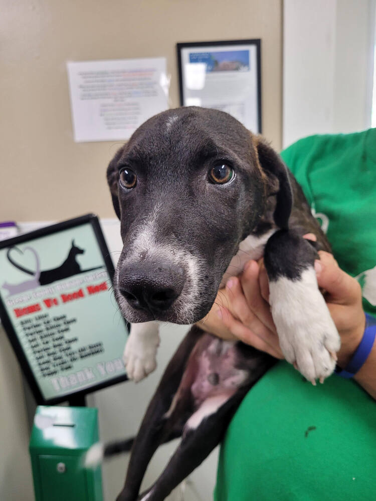 adoptable Dog in Linton, IN named Tarzan