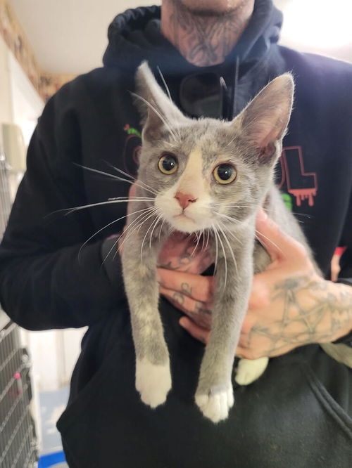 picture of the cat needing adoption