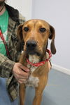 adoptable Dog in  named Annie Oakley