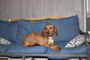 Annie Oakley - Longest Canine Resident - Photo 2