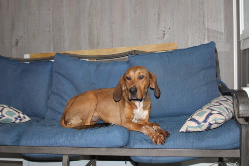ANNIE OAKLEY - LONGEST CANINE RESIDENT - Hound available for adoption