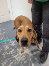 Annie Oakley - Longest Canine Resident - Photo 3