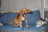 Annie Oakley - Longest Canine Resident - Photo 4