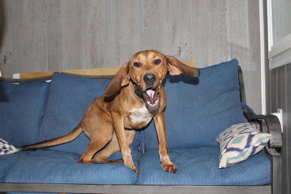 Annie Oakley - Longest Canine Resident