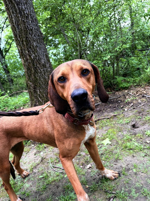 Annie Oakley - Longest Canine Resident