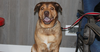 adoptable Dog in linton, IN named Duke