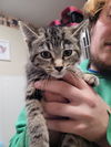 adoptable Cat in linton, IN named Rosalie