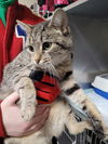 adoptable Cat in linton, IN named Viola