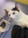 adoptable Cat in linton, IN named Camo