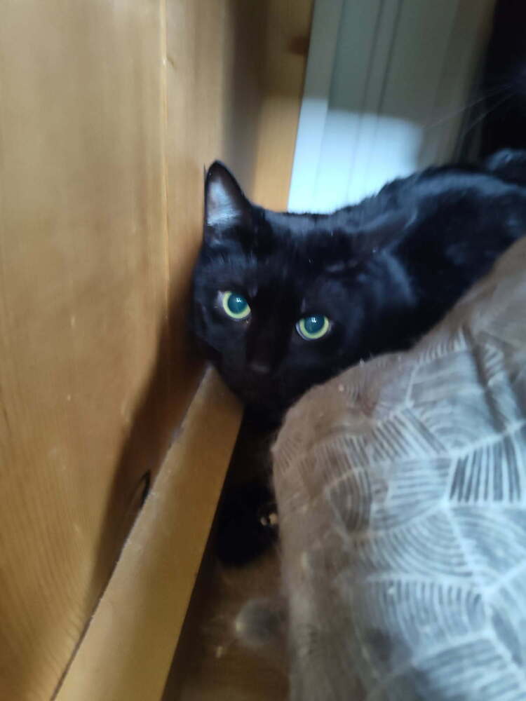 adoptable Cat in Linton, IN named Pepper