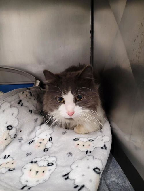 picture of the cat needing adoption