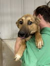 adoptable Dog in linton, IN named Tooger