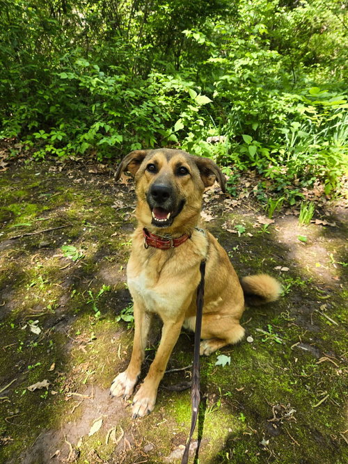 Tooger, an adoptable Shepherd in Linton, IN